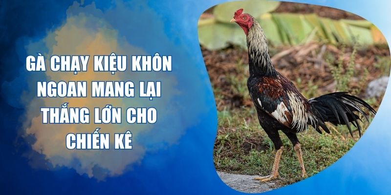 Gà Chạy Kiệu